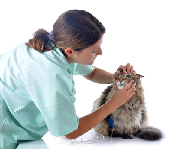 Maine Coon y el veterinario