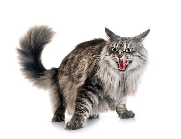 Maine coon