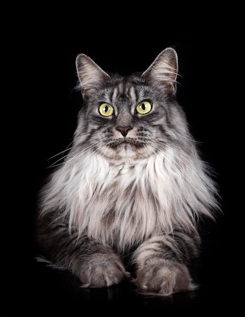 Maine Coon