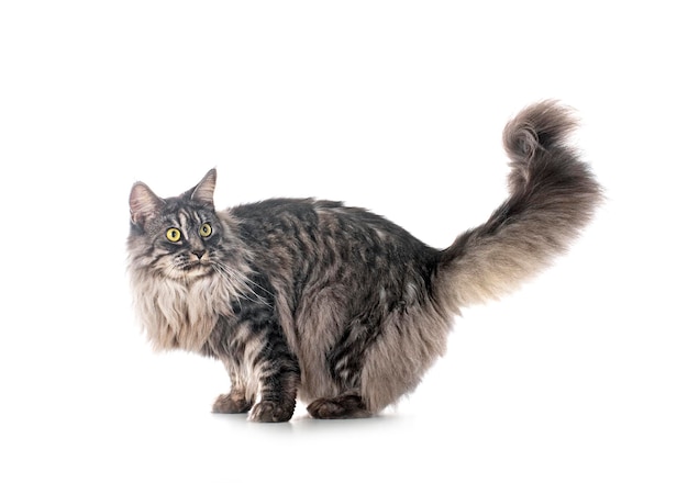 Maine coon