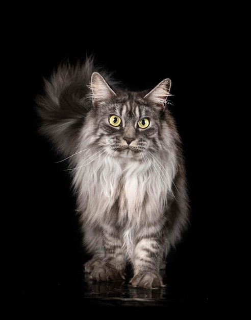 Maine Coon