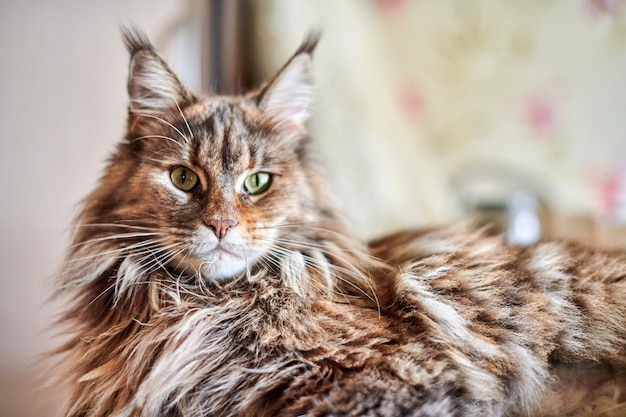 Maine-waschbärkatze, abschluss oben. lustige, niedliche katze mit marmorfellfarbe. größte domestizierte katzenrassen. weicher fokus.