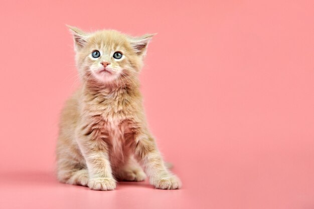 Maine-Waschbärkatze lokalisiert auf rosa