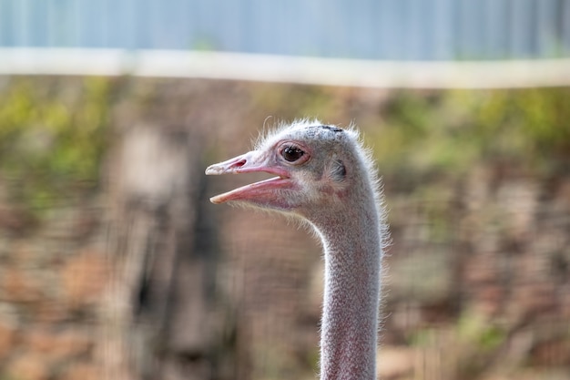 Maior ema da espécie rhea americana