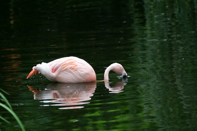 Maior flamingo na água