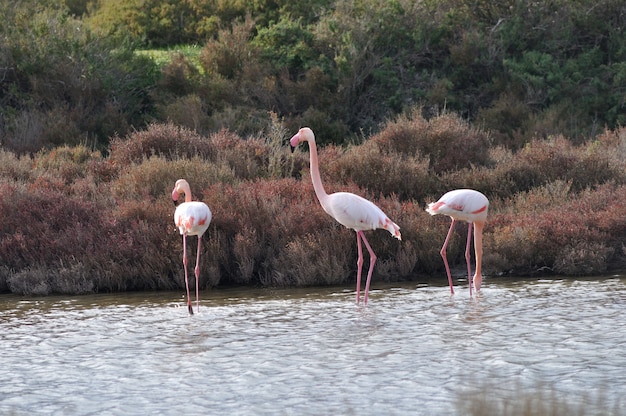 Maior Flamingo, pássaro rosa comendo no lago em Camargue