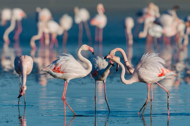 Maior flamingo Phoenicopterus roseus Málaga Espanha