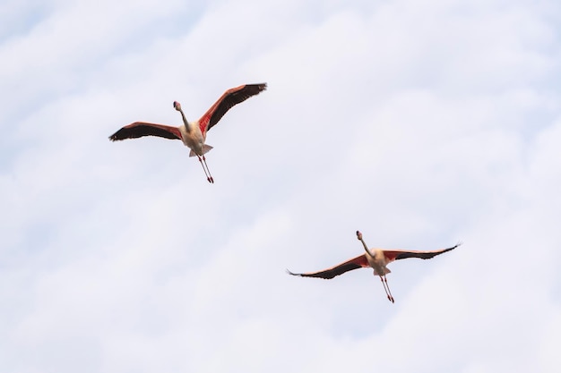 Maior flamingo (Phoenicopterus roseus) Málaga, Espanha