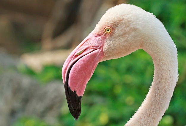 Maior flamingo (Phoenicopterus ruber)