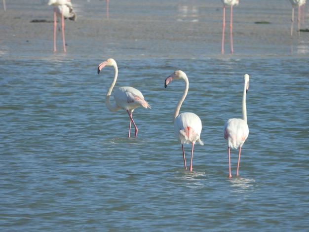Maior flamingo