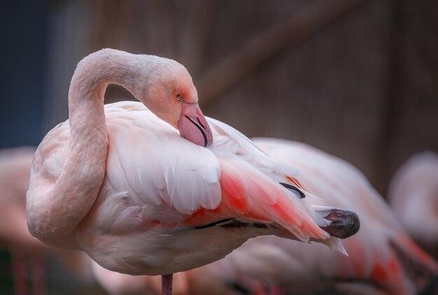 Maior flamingo