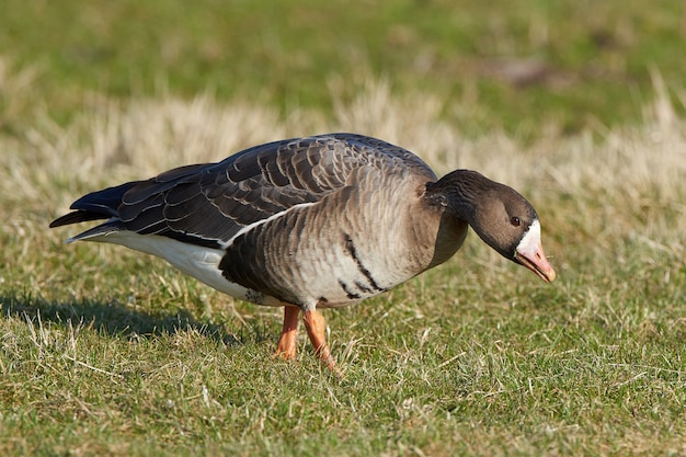 Maior ganso-de-testa-branca (Anser albifrons)