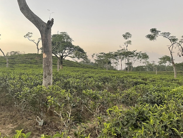 Maior jardim de chá tropical com lindo céu natural e meio ambiente