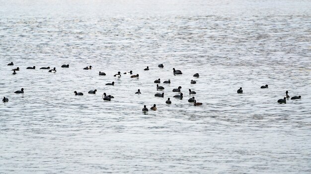 Maior scaup aythya marila na água