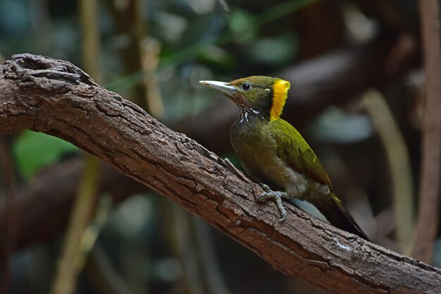 Foto maior yellownape sentado em um tronco de árvore