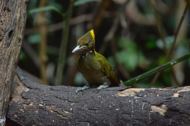 Foto maior yellownape sentado em um tronco de árvore