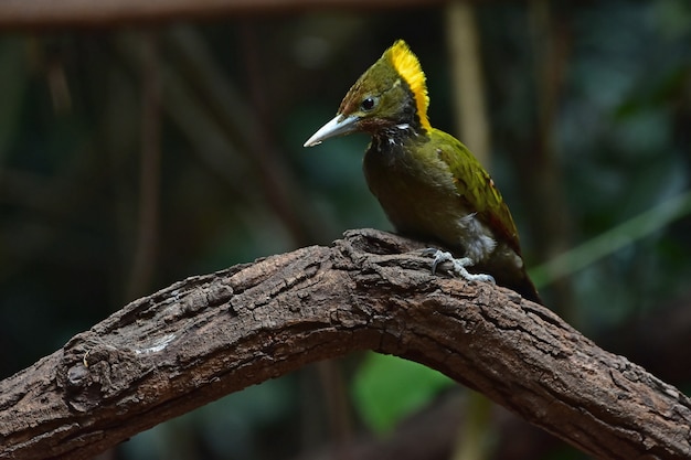 Maior yellownape sentado em um tronco de árvore