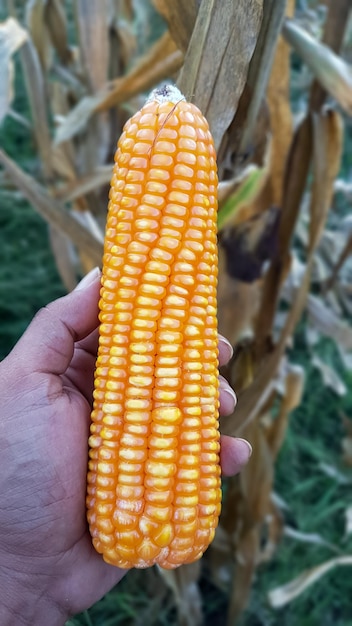 Mais in der Hand bei der Ernte