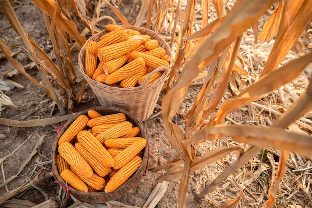 Mais in einen Korb gelegt Farmer Harvest Konzept der Maispflanzung