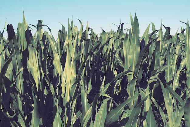 Mais ist eine große einjährige krautige Pflanze Getreideernte Maisanbau auf dem Feld zur goldenen Stunde am Abend im Sommer Serbien Das Problem von Hunger und Ernährung Landwirtschaft Maisfeld und blauer Himmel