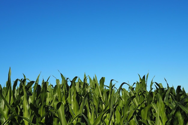 Mais ist eine große einjährige krautige Pflanzengetreideernte, die zur goldenen Stunde im Vorabend Mais auf dem Feld anbaut