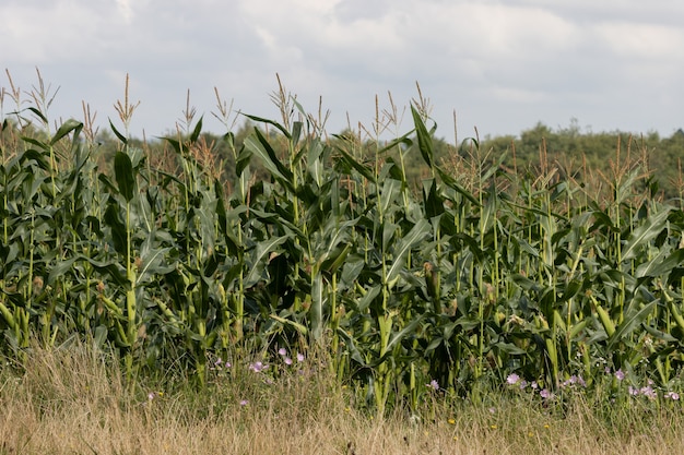 Mais, Malve und Butterblumen wachsen auf einem Feld in East Grinstead