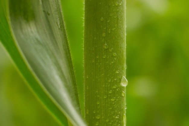 Mais mit Wassertropfen