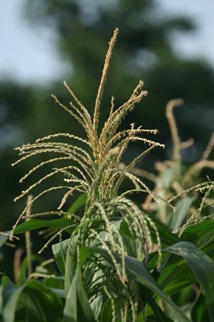 Mais staminate Blüten als Panicles