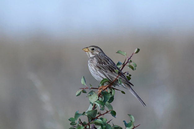 Maisammer Emberiza calandra