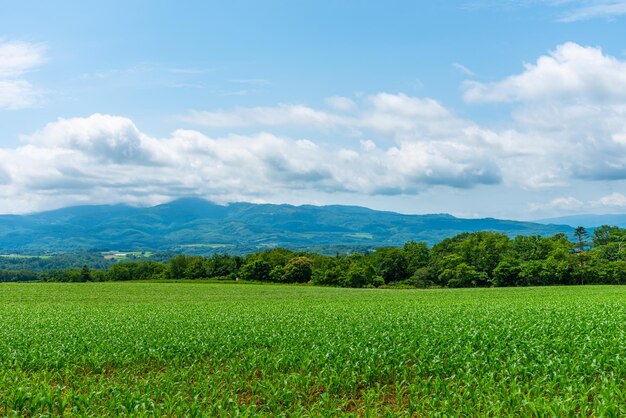 Maisanbaufeld an einem schönen sonnigen Frühlingstag Ländliche Naturlandschaften Berge blauer Himmel