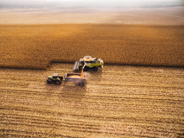 Maisernte auf dem grünen großen Feld Luftbild über automatisierte Mähdrescher