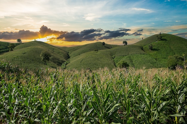 Maisfarm auf Hügel mit blauem Himmel und Sonnenuntergang