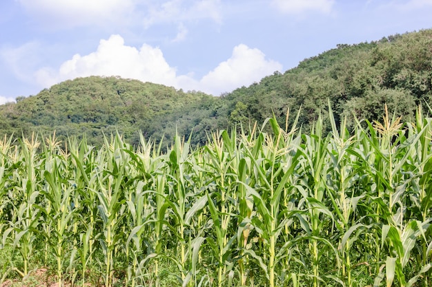 Maisfarm mit blauem Himmel