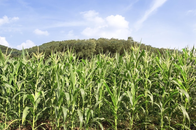 Maisfarm mit blauem Himmel