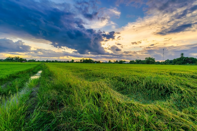 Maisfeld der grünen Wiese mit Sonnenuntergangshimmel