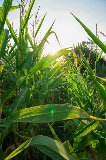 Maisfeld hautnah im Morgengrauen an einem Sommermorgen