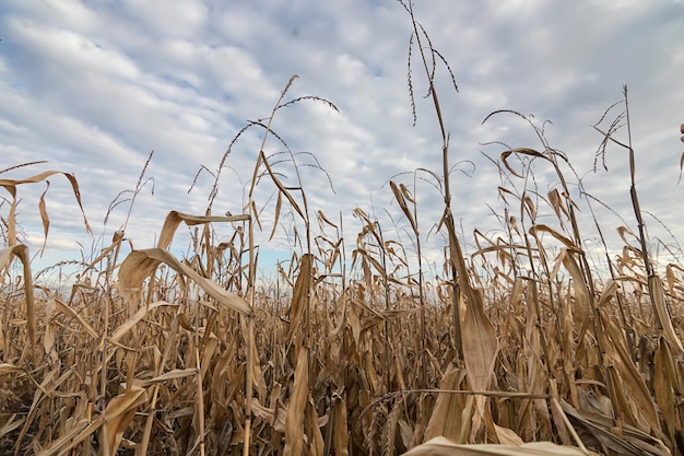 Maisfeld Herbst. Landwirtschaftliches Feld mit Maisherbst.