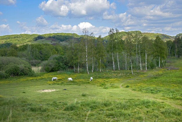 Maisfeld im Frühling Die Landschaft im Frühling viel Platz kopieren