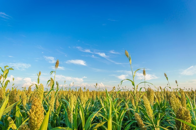 Maisfeld im Sommerfoto