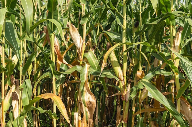 Maisfeld in der Nähe selektiver Fokus grüner Mais Maisfeld Plantage in der Sommerlandwirtschaftssaison