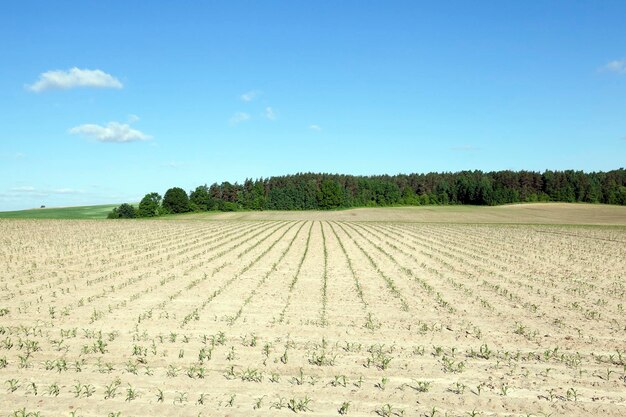 Foto maisfeld-landwirtschaft