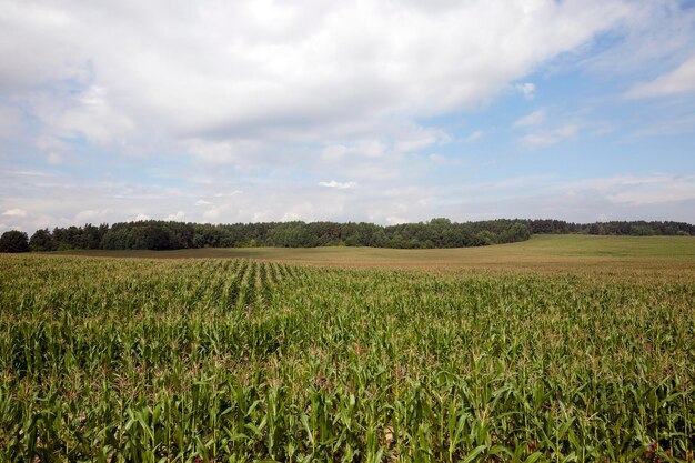 Maisfeld-Landwirtschaft