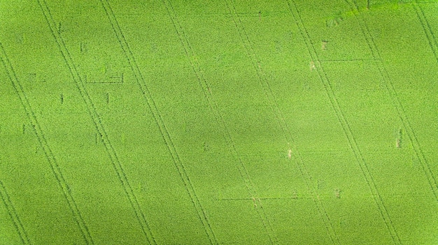 Maisfeld Luftbild, angebaute Maiskulturen.