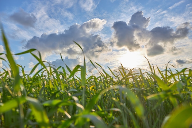 Maisfeld mit bewölktem Himmel und Sonnenuntergang