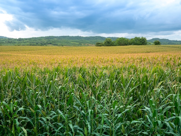 Maisfeld mit einer Kranblume