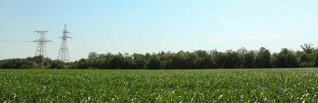 Maisfeld. Schöner sonniger Tag. Landwirtschaft. Landwirtschaftsgeschäft