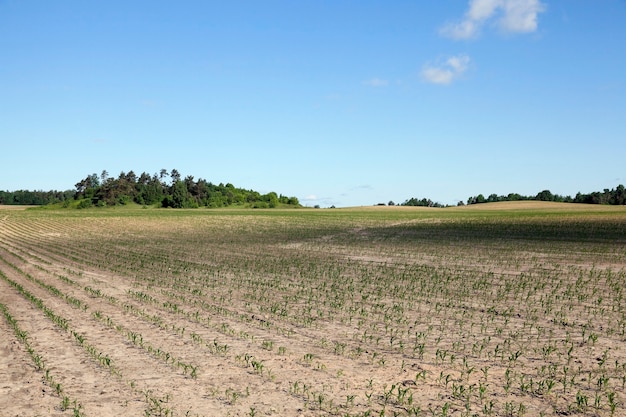 Foto maisfeld, sommer - landwirtschaftliches feld mit grünem unreifem mais, blauer himmel