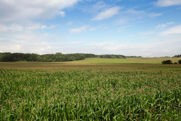 Maisfeld Sommer