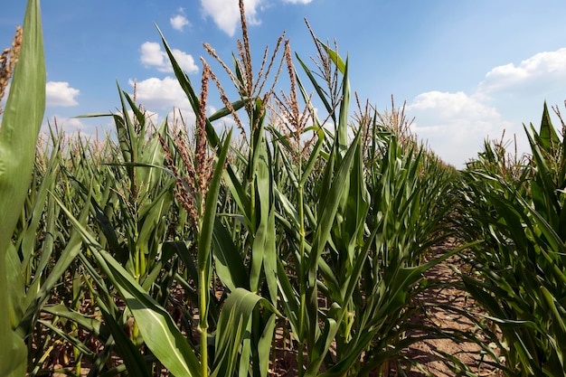 Maisfeld Sommer