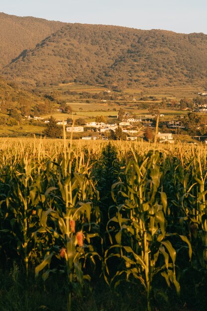 Maisfeld, Sonnenaufgang in Mexiko.